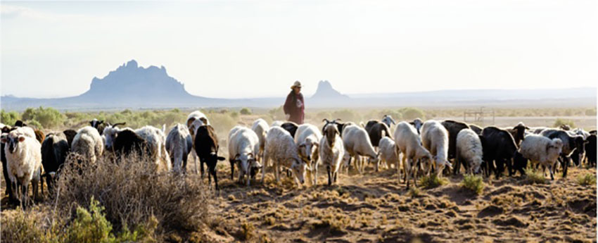 Navajo Sustainable Agriculture Project